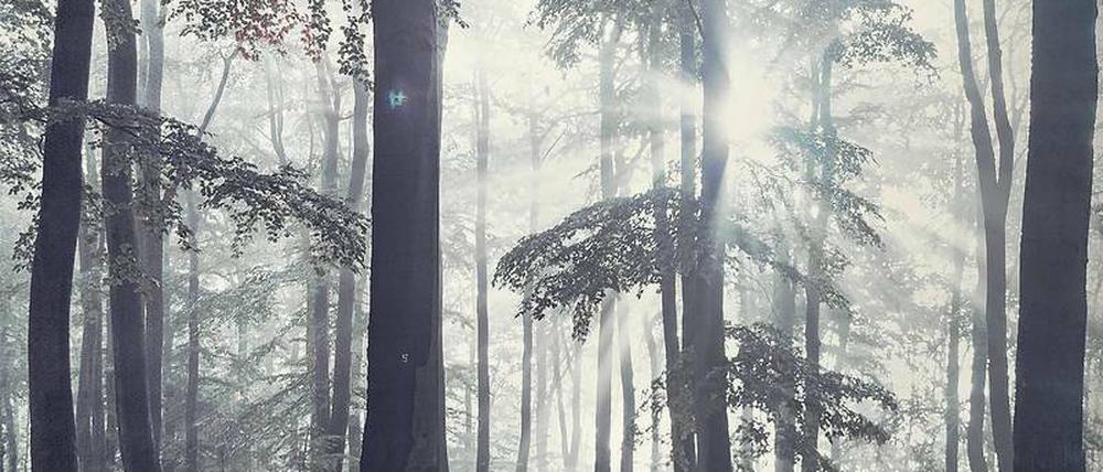 Eins mit dem Wald. Auch Atheisten lieben die Natur.