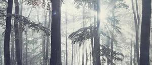 Eins mit dem Wald. Auch Atheisten lieben die Natur.