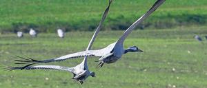 Alles klar zur Landung. Derzeit rasten wieder unzählige Kraniche in Brandenburg. 