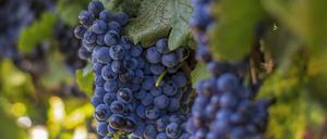 Oxfam klagt über die schlechten Arbeitsbedingungen bei der Weinernte.