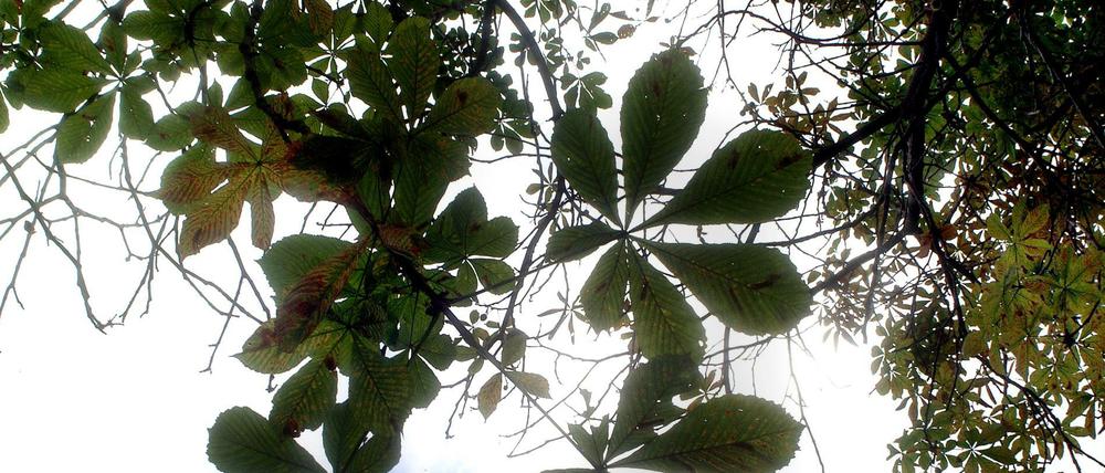Der Baum ist tot. Ganz Friedrichshagen sucht den Kastanien-Mörder.