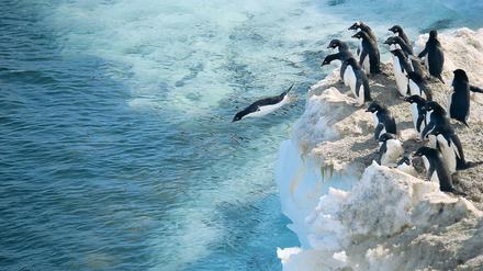 Eine Gruppe von Adelie-Pinguinen spingt in der Antarktis in Wasser.
