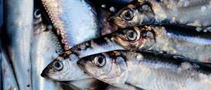 Die Ostsee-Fischer dürfen 2018 fast 40 Prozent weniger Hering aus der Ostsee holen.