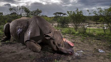 Das von Brent Stirton aufgenommene Foto zeigt ein gewildertes Spitzmaulnashorn in Südafrika.