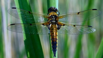 Ein massives Insektensterben haben Forscher in deutschen Naturschutzgebieten entdeckt.