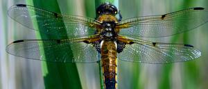 Ein massives Insektensterben haben Forscher in deutschen Naturschutzgebieten entdeckt.