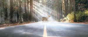 Gefährliche Begegnung: Wer sich mit Wild die Straße teilt, muss bremsen. Wenn das nicht klappt, hilft nur noch eine gute Kaskoversicherung.