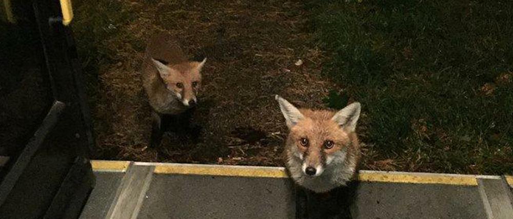 Nichts Ungewöhnliches, sagt die BVG: Wildtiere und Busfahrer hätten öfter miteinander zu tun.