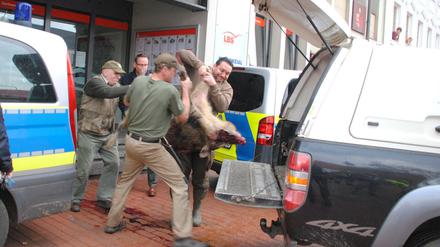 Das erlegte Wildschwein wird vor der Sparkassen-Filiale in Heide abtransportiert
