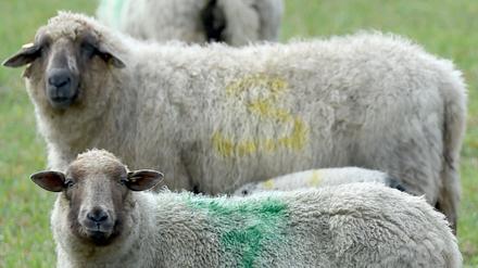 Gruppenfoto im Tiergehege.