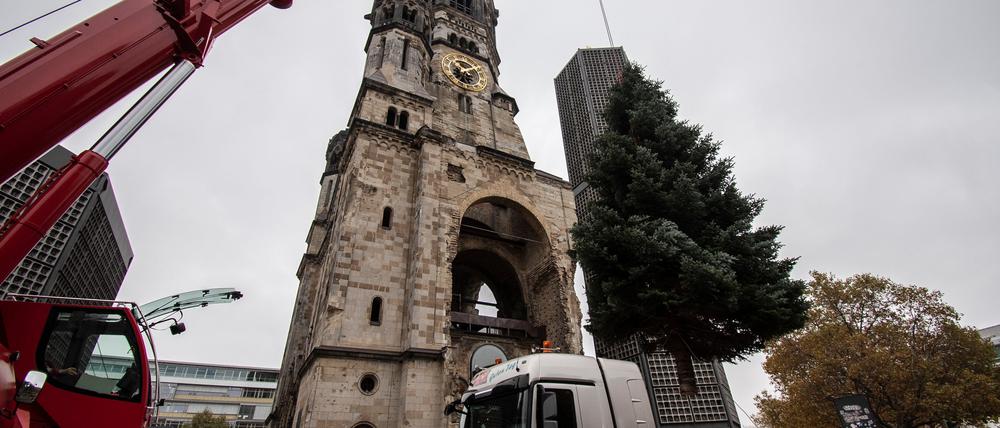 An der Gedächtniskirche findet die ehemalige Gartentanne von Gundula Wilde ihr neues Zuhause - wenigstens für die Weihnachtszeit.