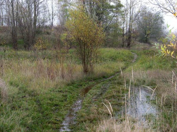 Savannenartige Wildnis mitten in Steglitz-Zehlendorf: die Lichterfelder Weidelandschaft