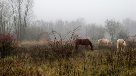 Das ganze Jahr über draußen: Die Pferde der Reitgemeinschaft Holderhof fungieren als "Weidemäher" in der "Lichterfelder Weidelandschaft".