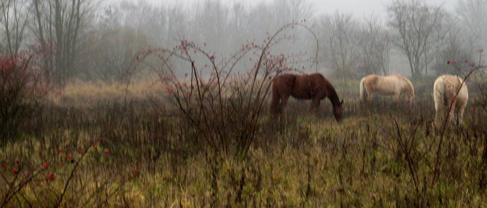 Das ganze Jahr über draußen: Die Pferde der Reitgemeinschaft Holderhof fungieren als "Weidemäher" in der "Lichterfelder Weidelandschaft".