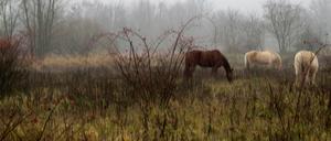 Das ganze Jahr über draußen: Die Pferde der Reitgemeinschaft Holderhof fungieren als "Weidemäher" in der "Lichterfelder Weidelandschaft".