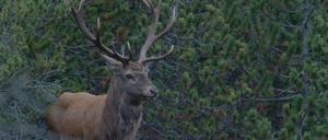 Jedes Waldstück, jedes Feld in Deutschland hat einen Besitzer. Das Wild gehört keinem. Szene aus Agenskirchners Film "Wem gehört die Natur?"