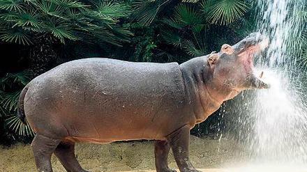 Auf Reisen. Flusspferd Max ist vor fünf Jahren im Zoo geboren.