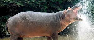 Auf Reisen. Flusspferd Max ist vor fünf Jahren im Zoo geboren.