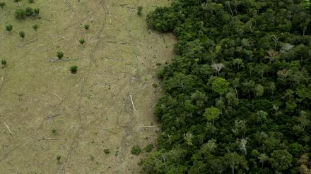 Area in Amazon Forest deforested for cattle and remaining forest.