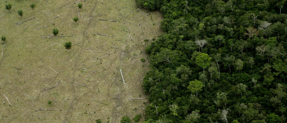 Area in Amazon Forest deforested for cattle and remaining forest.