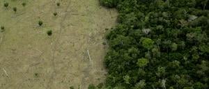 Area in Amazon Forest deforested for cattle and remaining forest.