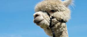 Wollig und Kuschelig: Das Alpaka