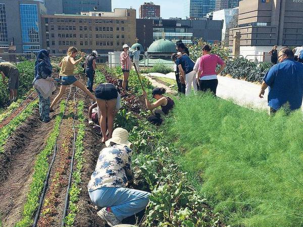 Nachhaltig. Das Speisenangebot umzukrempeln, war die Aufgabe der Aktivistin an der Ryerson University in Toronto – inklusive Gemüsegarten.