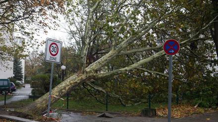 Ein durch das Sturmtief Herwart entwurzelter Baum liegt in Berlin an der Paulsborner Straße. 