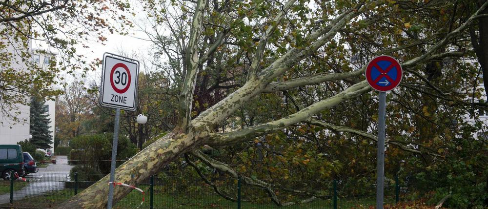 Ein durch das Sturmtief Herwart entwurzelter Baum liegt in Berlin an der Paulsborner Straße. 