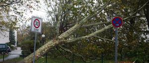 Ein durch das Sturmtief Herwart entwurzelter Baum liegt in Berlin an der Paulsborner Straße. 
