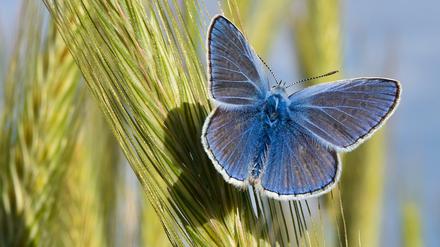 Monokulturen und Pestizide vertreiben die Insekten vom Land. In Berlin fühlen sich vor allem die Wildbienen inzwischen wohl.