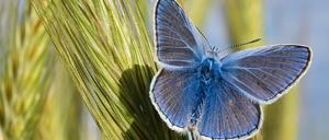 Monokulturen und Pestizide vertreiben die Insekten vom Land. In Berlin fühlen sich vor allem die Wildbienen inzwischen wohl.