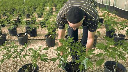 Ins Kraut geschossen. Die Nachfrage nach Cannabis für Medikamente wächst. 