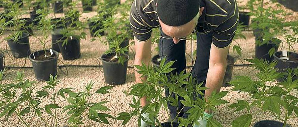 Ins Kraut geschossen. Die Nachfrage nach Cannabis für Medikamente wächst. 