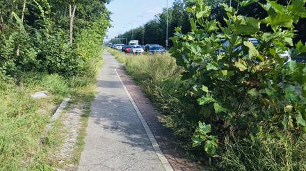Mieser Zustand: der Radweg im Sommer 2021.