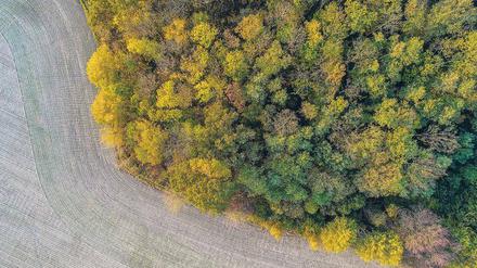 Modellregion. Herbstlicher Wald bei Petersdorf in Brandenburg. 
