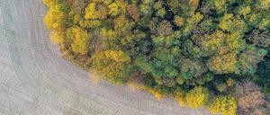 Modellregion. Herbstlicher Wald bei Petersdorf in Brandenburg. 