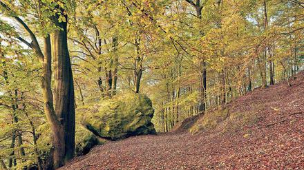 Die Blätter fallen. Herbstlicher Buchenwald im Elbsandsteingebirge. 