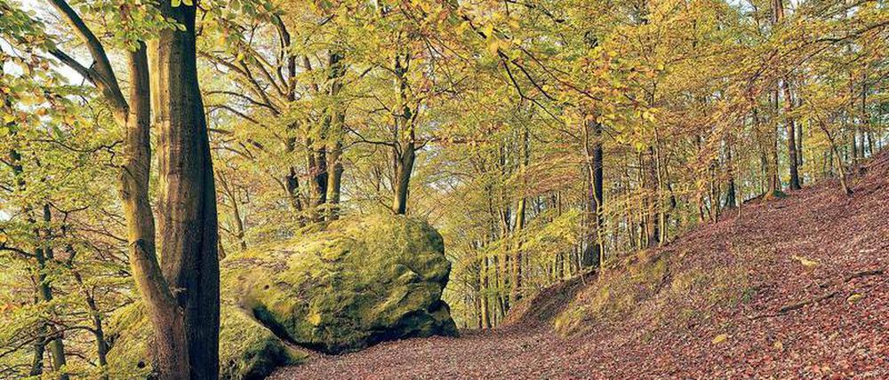 Die Blätter fallen. Herbstlicher Buchenwald im Elbsandsteingebirge. 