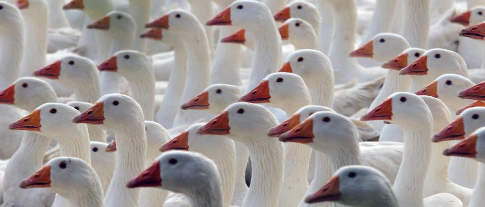 Schlechte Zeiten für Gänse. Die meisten enden als Martins- oder Weihnachtsbraten.