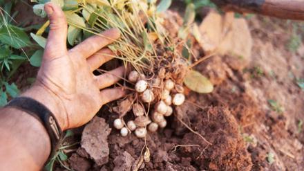 Die Bambara-Erdnuss, auch Erderbse genannt, ist eine Hülsenfrucht und stammt aus Westafrika.