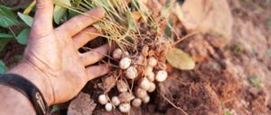 Die Bambara-Erdnuss, auch Erderbse genannt, ist eine Hülsenfrucht und stammt aus Westafrika.