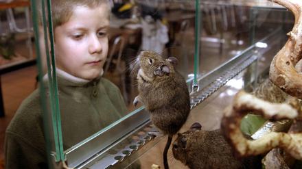 Streicheln ist nicht. So ein kleines Nagetierchen kann schon mal zubeißen.