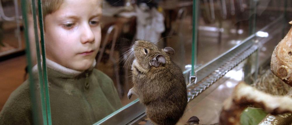 Streicheln ist nicht. So ein kleines Nagetierchen kann schon mal zubeißen.
