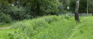 Zugewachsener Birkengraben, der den Platenhofer Weg kreuzt.