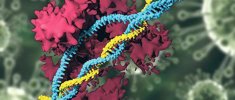 Bissig. Genscheren wie Crispr/Cas9 befeuern die Gentech-Debatte neu. 