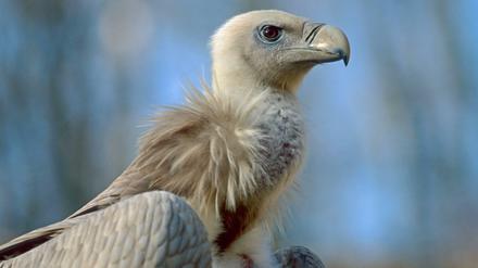 Der Schneegeier lebt ursprünglich in den Bergen des Himalayas und hat kaum natürliche Feinde.