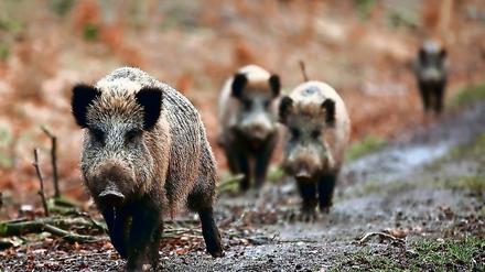 Eigentlich ganz süß - aber nicht auf der Bahntrasse.