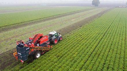 Bio-Möhren-Ernte in Niedersachsen.