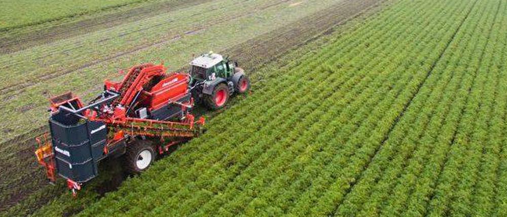 Bio-Möhren-Ernte in Niedersachsen.